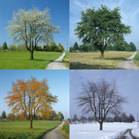 Das Bild ist viergeteilt und zeigt einen Baum während des Frühlings, im Sommer, im Herbst und im Winter.
